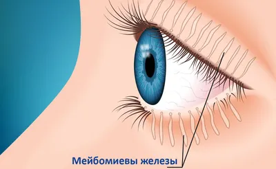 Блефарит – симптомы, причины, диагностика и лечение блефарита глаза век в  клинике «Будь Здоров»