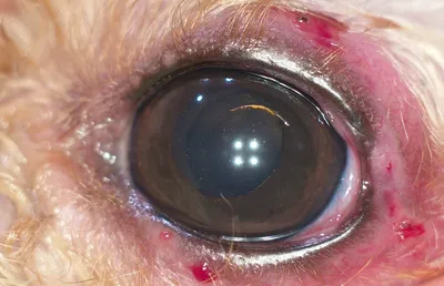 Закройте вверх налитого кровью красного глаза. вирусный блефарит,  конъюнктивит, аденовирусы. раздраженный или зараженный глаз. | Премиум Фото