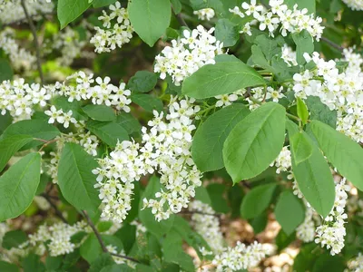 Черёмуха виргинская (Prunus virginiana)