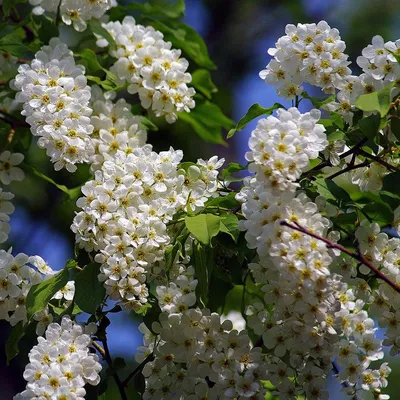 Саженцы Черемуха обыкновенная \"Нана\" Prunus padus 'Nana' из питомника  растений Гринстрана купить по цене от 6500 рублей | Описание, фото,  доставка, консультация — Гринстрана.ру