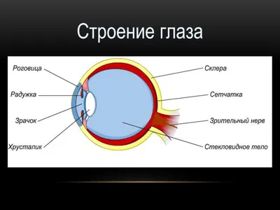 Полярная катаракта — что это, причины, симптомы и лечение | Блог | GlazGo