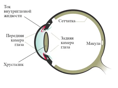 Вікова катаракта – що це, причини, симптоми та лікування | Блог | GlazGo