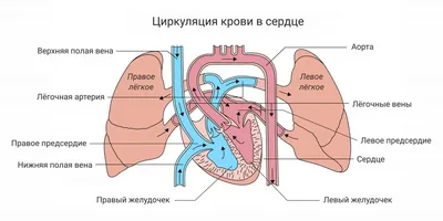 Как распознать пороки сердца и что с ними делать - Лайфхакер