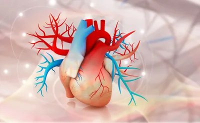 Порок сердца — от причин до диагностики | Evolutis Clinic | Дзен