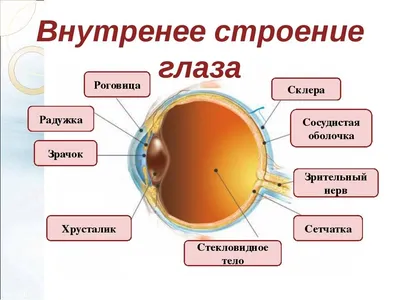 А вы знали что, единственная часть тела, которая не имеет кровоснабжения, - роговица  глаза. | Полезное и интересное | Дзен