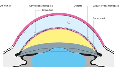 Строение роговицы – Наука