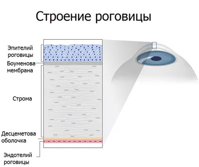 А вы знали что, единственная часть тела, которая не имеет кровоснабжения, - роговица  глаза. | Полезное и интересное | Дзен