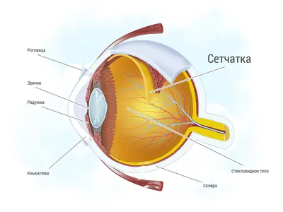 Как устроена роговица человеческого глаза, какие отделы в ней выделяют и за  что они отвечают