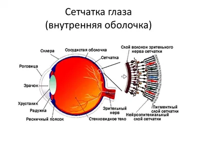 Когда нужно делать обследование сетчатки глаза