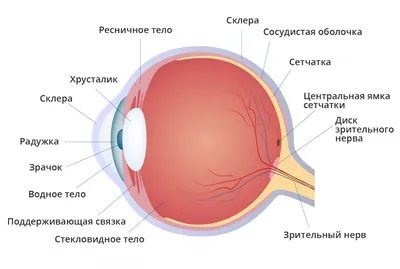 Виды и формы заболеваний сетчатки глаза | Хирургия глаза