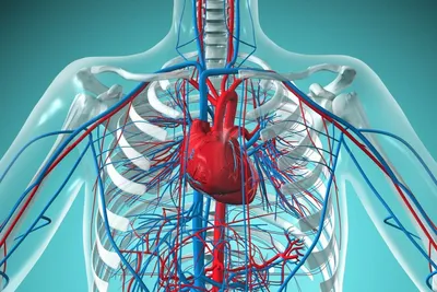 Коронарное шунтирование сосудов сердца. Цены на операцию в СПб