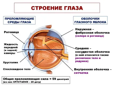 Болезни глаза у человека – список глазных болезней, их описание, симптомы и  лечение