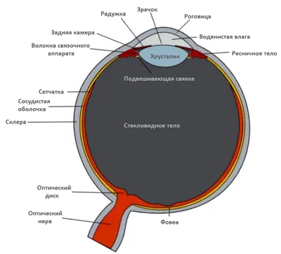 Купить Контактные линзы-склеры Мертвый глаз (DEAD-EYE) в Алматы по низкой  цене 172 000 KZT. Дешево! Все для аквагрима от Prizma. Грим спецэфекты  широкий ассортимент