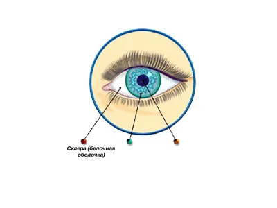 Сухость склеры глаза | Дельфанто®