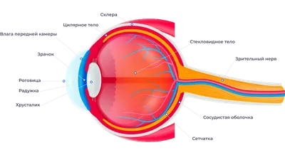 Склера | Азбука офтальмологии | Дзен