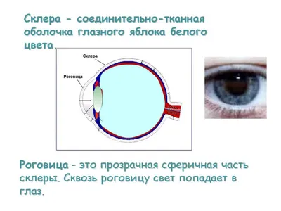 Склерит — что это такое? - энциклопедия Ochkov.net