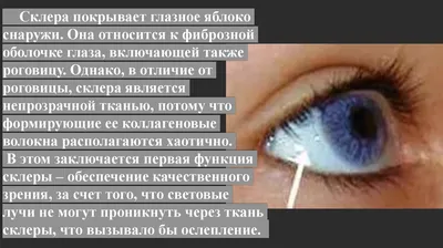 22MM Склера Контактные Линзы Gojo Satoru Аниме Косплей Контакты Хэллоуин  Контактные Линзы Для Глаз Сумасшедшие Линзы Полный Глаз Линзы | AliExpress