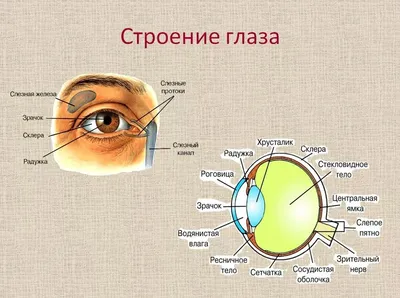 Склера | Азбука офтальмологии | Дзен