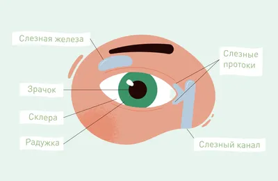 Склеры драконий глаз. – купить в Москве, цена 1 000 руб., продано 20 марта  2019 – Товары для здоровья