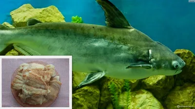 Рыба пангасиус опасна для здоровья