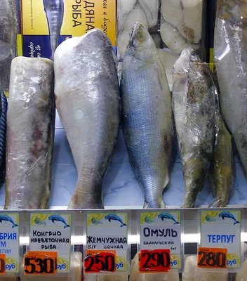 Пангасиус обыкновенный, Акулий сом купить в интернет-магазине AQUA-SHOP