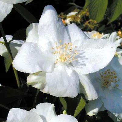 Чубушник виргинский (Philadelphus virginalis `Virginal`) - Чубушник  виргинский - Кустарники - Каталог - LESKOVO-PITOMNIK.ru