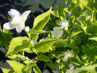 Чубушник виргинский Миннесота Сноуфлейк / Philadelphus virginalis Minnesota  Snowflake (ID#247969423), цена: 75 ₴, купить на Prom.ua