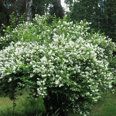 Чубушник виргинский Минесота Сноуфлейк (Minnesota Snowflake) купить в  Киеве, цена — Greensad