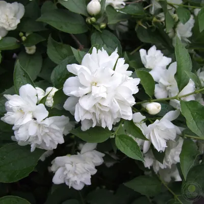 Чубушник виргинский (Philadelphus virginalis `Virginal`) - Чубушник  виргинский - Кустарники - Каталог - LESKOVO-PITOMNIK.ru