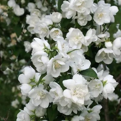 Чубушник жасмин виргинский Натчез (Philadelphus virginalis Natchez)  С18L-C20L – Ваш сад