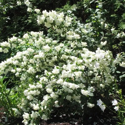 Чубушник виргинский (Philadelphus virginalis `Virginal`) - Чубушник  виргинский - Кустарники - Каталог - LESKOVO-PITOMNIK.ru