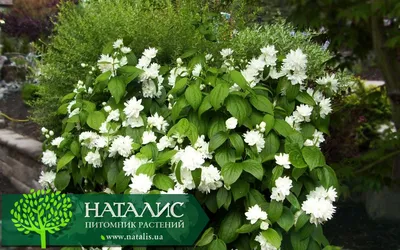 Чубушник виргинский (Philadelphus virginalis `Virginal`) - Чубушник  виргинский - Кустарники - Каталог - LESKOVO-PITOMNIK.ru