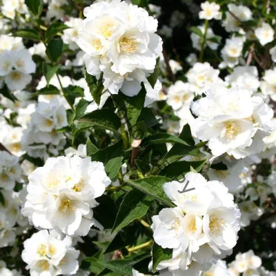 Philadelphus Virginalis - Питомник Хуторок