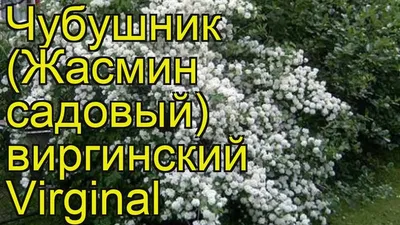 Чубушник. Купить саженцы чубушника в Киеве - цены в Украине