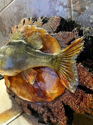Чучела рыб подарок рыбаку. Легенда Камы. | ВКонтакте