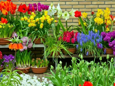 Неприхотливые цветы для дачи: 24 лучших культуры - Дом Mail.ru