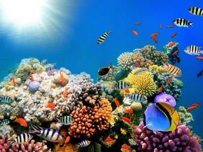 Дайвинг в фантастическом Красном море 🧭 цена экскурсии €27, 17 отзывов,  расписание экскурсий в Шарм-эль-Шейхе