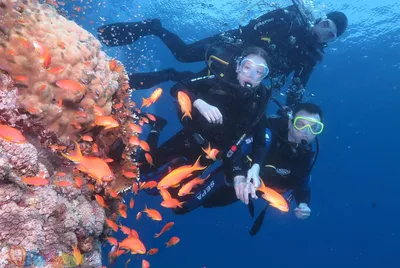 Скуба Дайвинг исследует Красное море Стоковое Изображение - изображение  насчитывающей природа, водолаз: 165668411