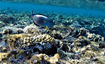 Про дайвинг в Красном море