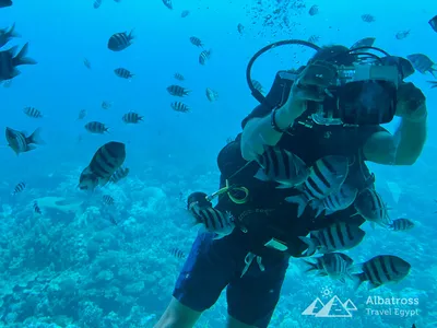 Подводный мир Красного моря Египет | RomanTravel®️