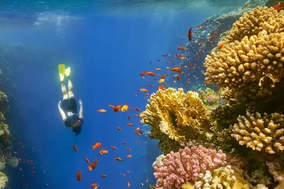 Красное море: подводное плавание, дайвинг, острова, водный спорт и рыбалка  | GetYourGuide