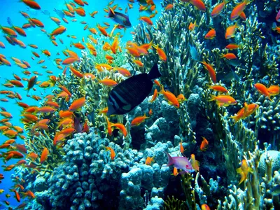 Первое знакомство с подводным миром Красного моря