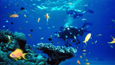 дайвинг в красном море в египетском тропическом рифе Стоковое Фото -  изображение насчитывающей весьма, персона: 288163440