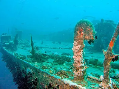 Дайвинг в фантастическом Красном море © цена и отзывы 2024 года • Travel  Mania