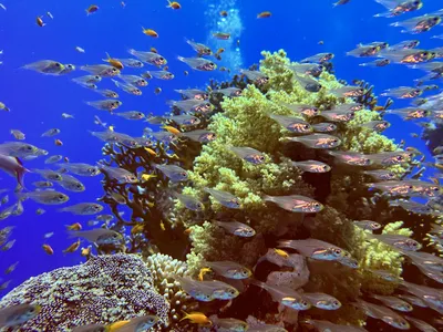 Красное море, богатый подводный мир …» — создано в Шедевруме