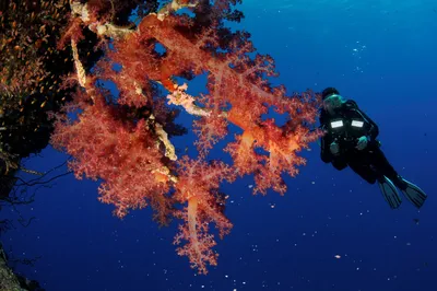 Один дайвинг Красное море Остров Тиран Подводное плавание | Arabian Top  Tours