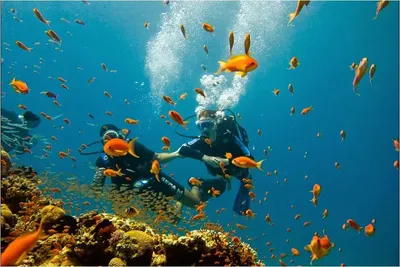 Картинки подводного мира красного моря (70 фото) » Картинки и статусы про  окружающий мир вокруг