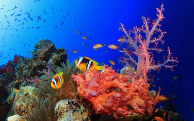 📷 Подводный мир Красного моря (Египет, Шарм эль Шейх). Фото 12