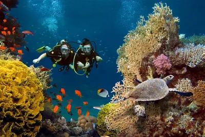 Дайвинг на Мальдивах: лучшие места | Club Med