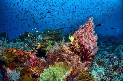 Подводный мир Мальдив: Дайвинг и сноркеллинг на коралловых рифах ⋆  Fly-Joy.com